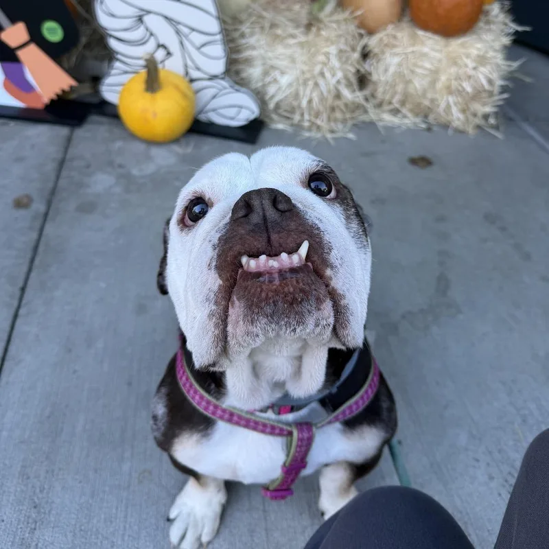 Coco Chanel thumbnail 3