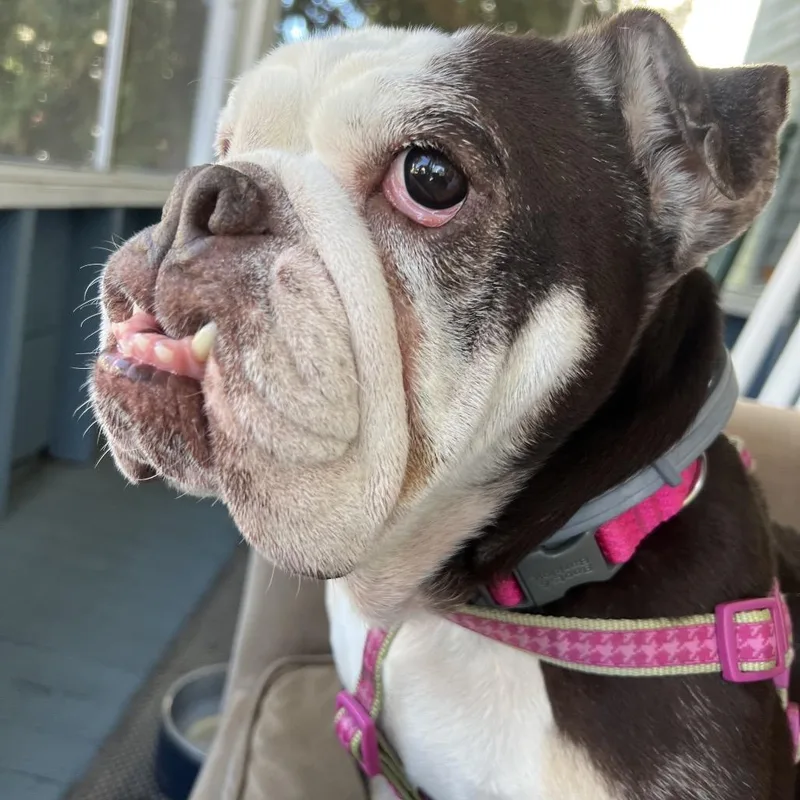 Coco Chanel thumbnail 5