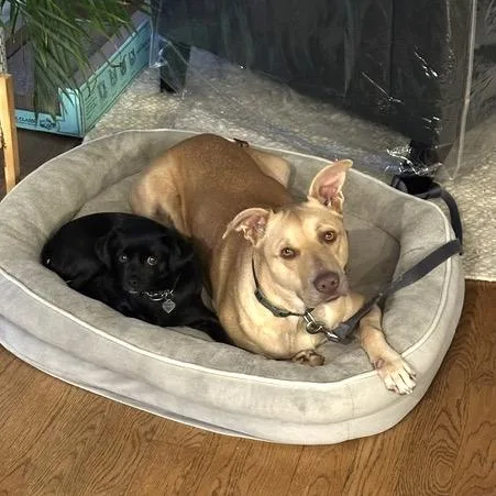 An adult medium-sized female Yellow / Tan / Blond / Fawn Mixed Breed dog named Little Bit for adoption in San Francisco, CA
