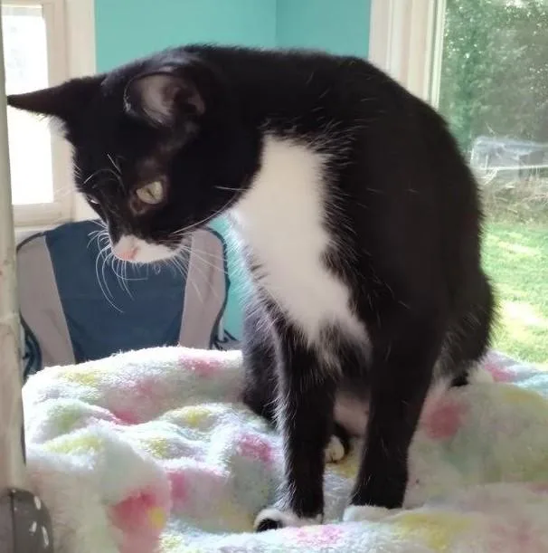 A young medium-sized female Black & White / Tuxedo Domestic Short Hair cat named Laila for adoption in Paris, KY
