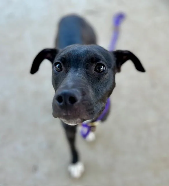 An adult medium-sized female Mixed Breed dog named Goose for adoption in Charlotte, NC