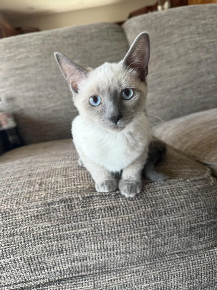 A baby medium-sized male Siamese cat named SirPurrsALot for adoption in Lansing, MI