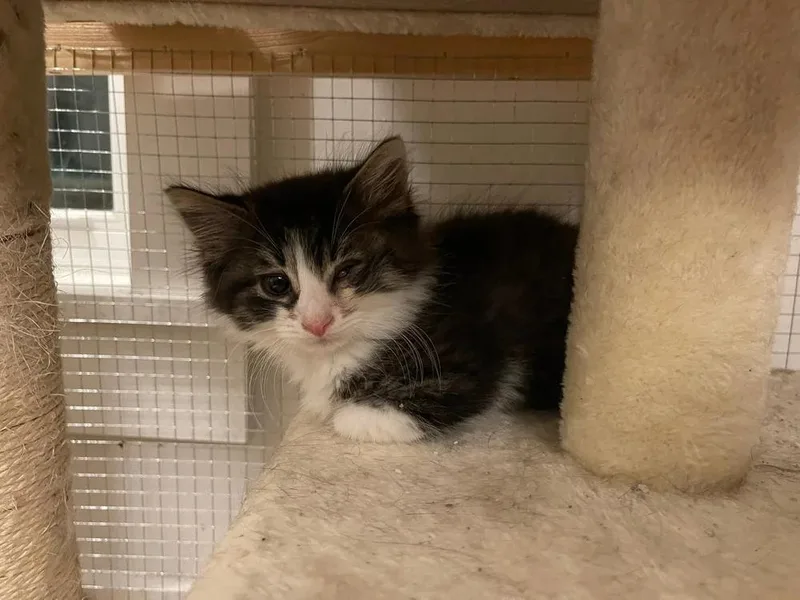 A baby medium-sized male White Domestic Long Hair cat named Cannoli for adoption in Davison, MI