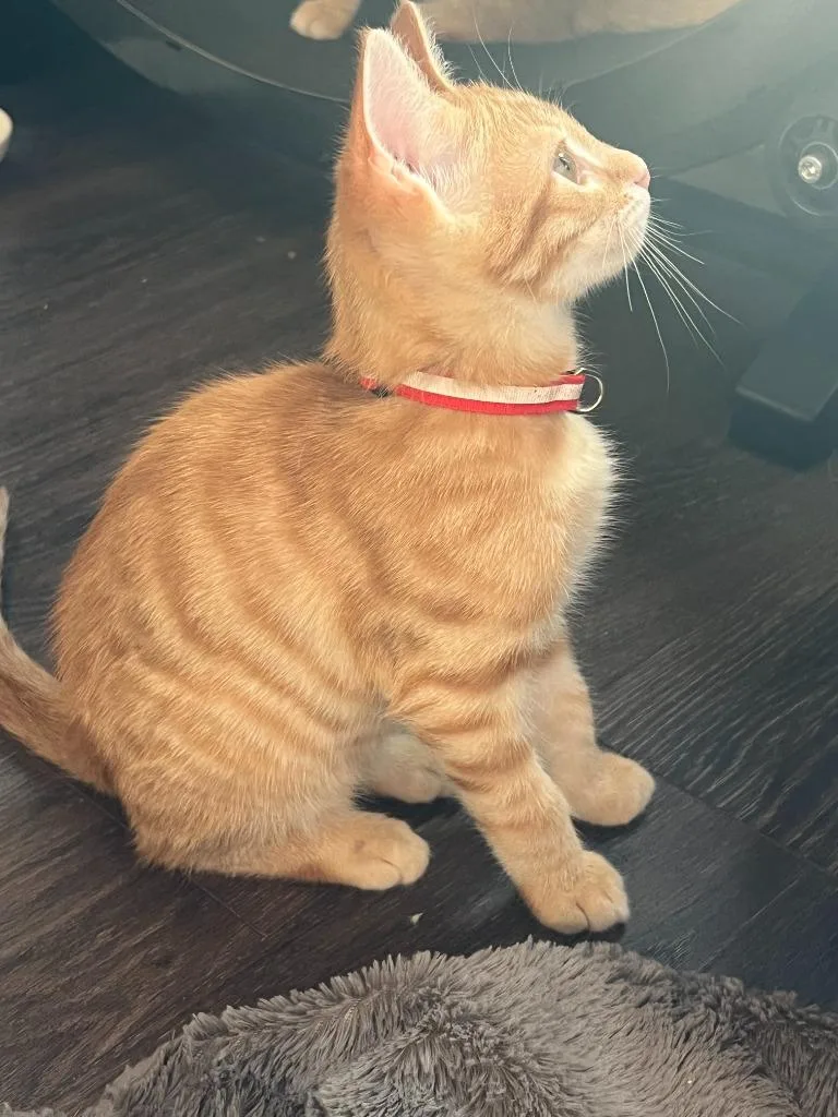 A baby small-sized male Domestic Short Hair cat named Leopold for adoption in Lunenburg, MA