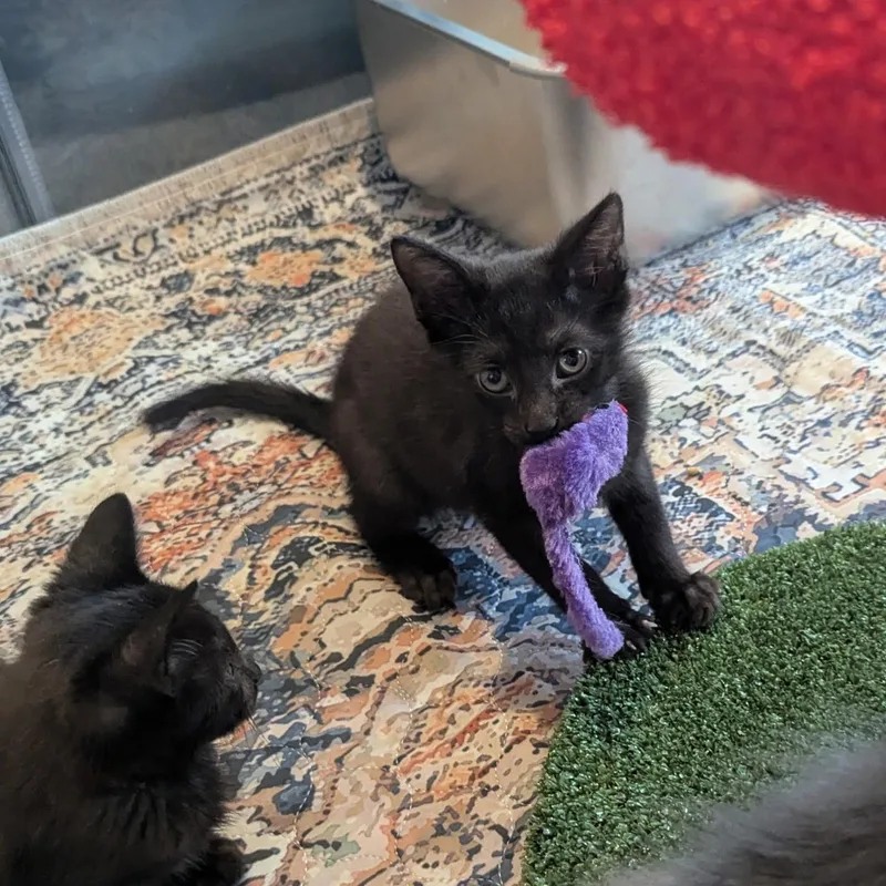 A baby medium-sized male Black Domestic Short Hair cat named Chewy for adoption in Easley, SC