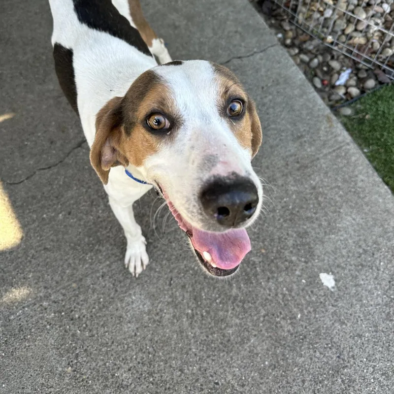 An adult medium-sized male Hound dog named Zeke for adoption in San Francisco, CA