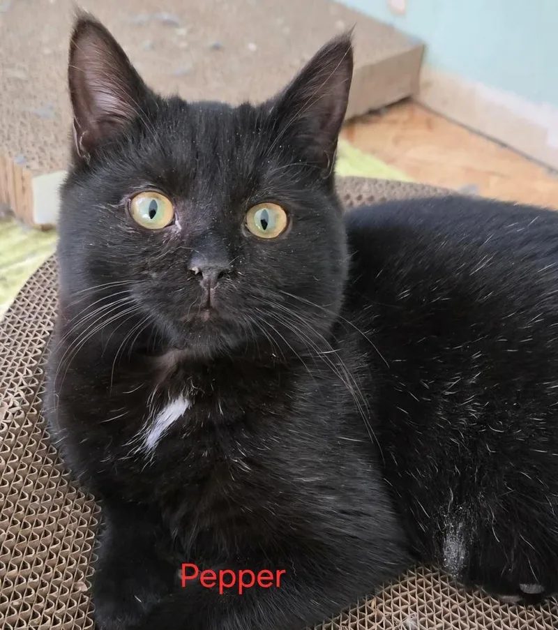 Pepper