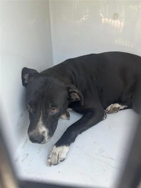 A young medium-sized female Pit Bull Terrier dog named A for adoption in Houston, TX