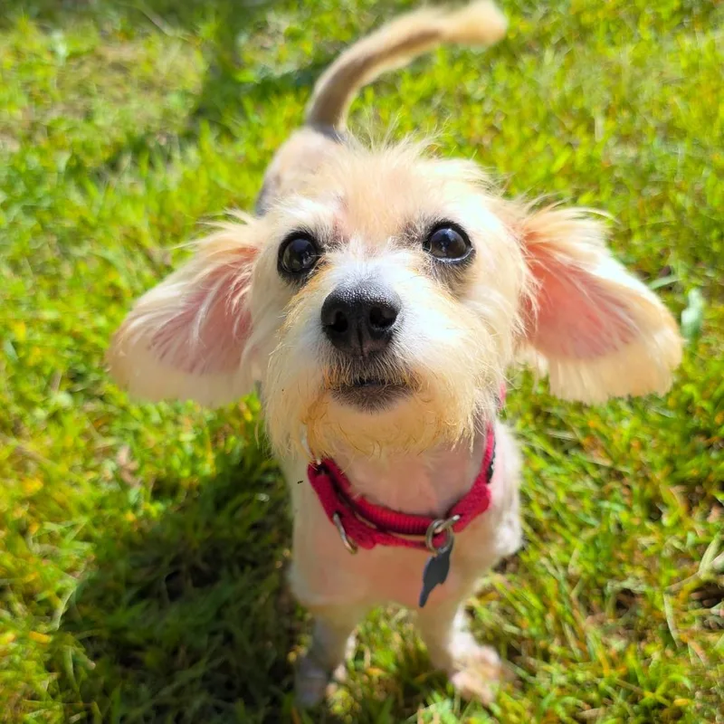 Lily thumbnail 5
