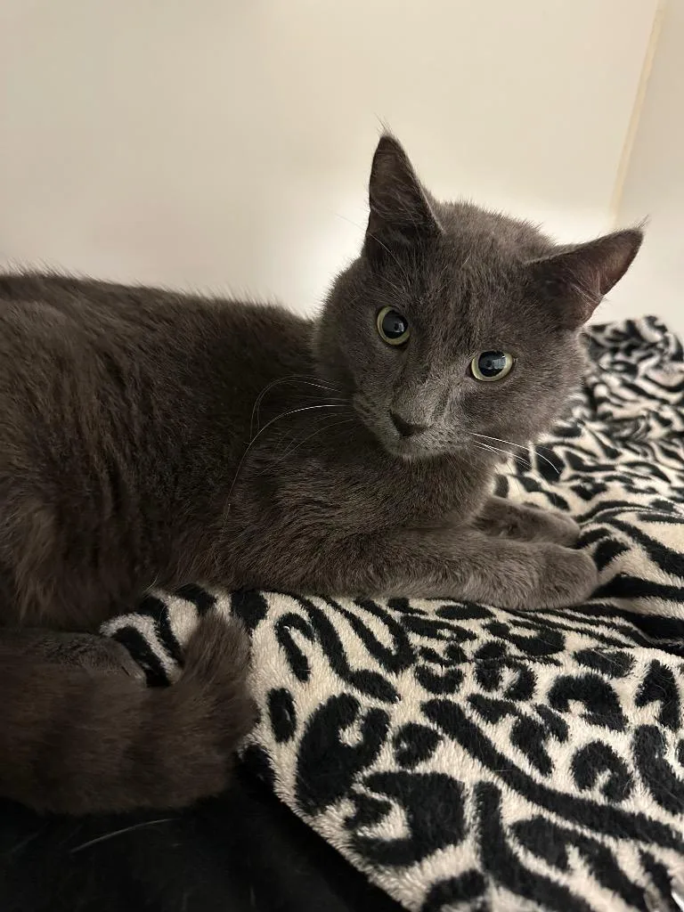 An adult medium-sized male Domestic Short Hair cat named Rocky for adoption in Johnson City, TN