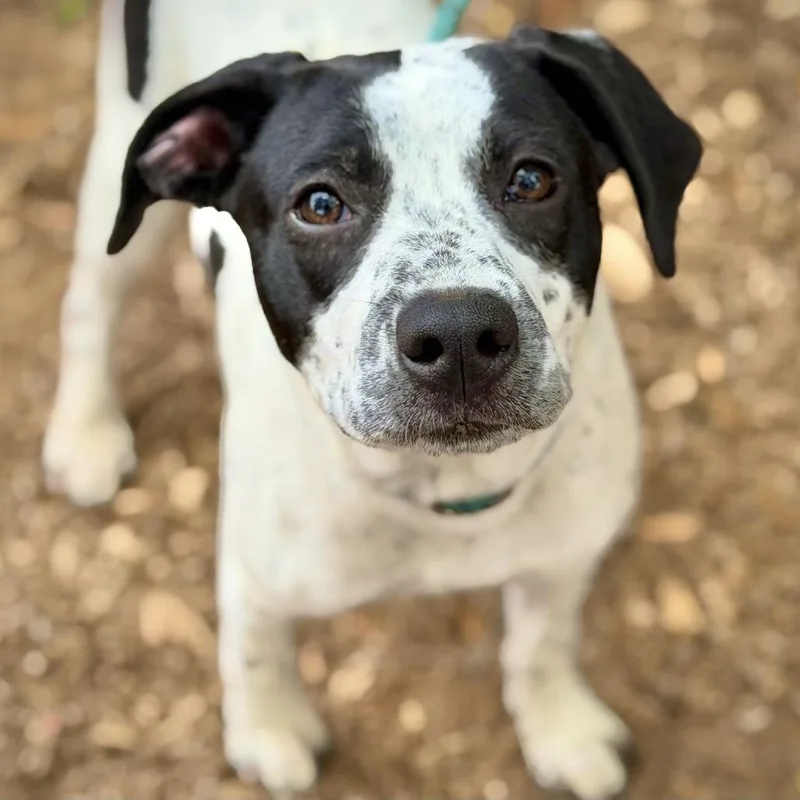 A young medium-sized male White / Cream Mixed Breed dog named Tiny for adoption in Hopkinton, MA