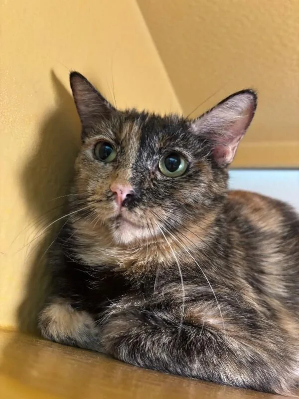 An adult medium-sized female Tortoiseshell Domestic Short Hair cat named Tortilla for adoption in Fort Collins, CO
