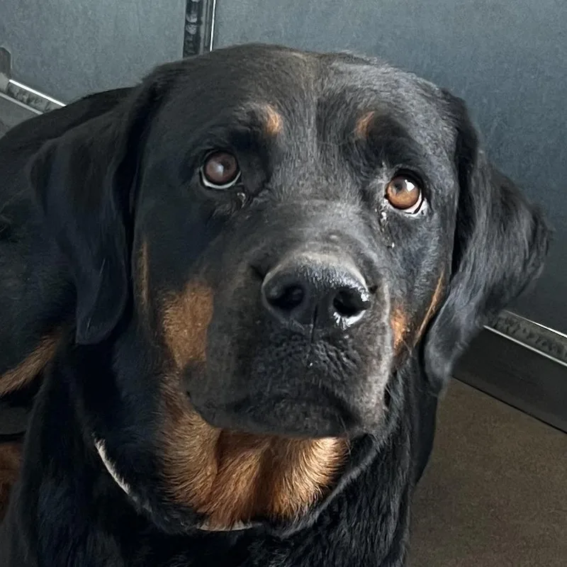 An adult large-sized female Black Mixed Breed dog named Luna for adoption in Las Cruces, NM
