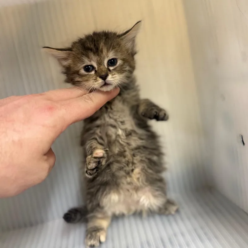 A baby small-sized female Brown / Chocolate Domestic Short Hair cat named Glamper for adoption in Pauls Valley, OK