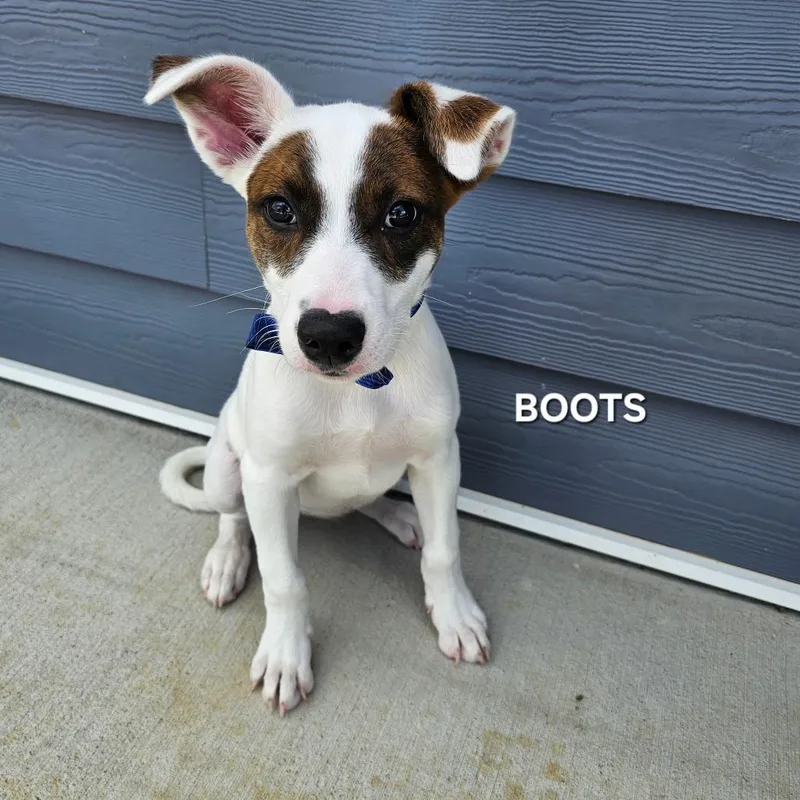 A baby medium-sized male White / Cream Mixed Breed dog named Boots for adoption in Madisonville, TN
