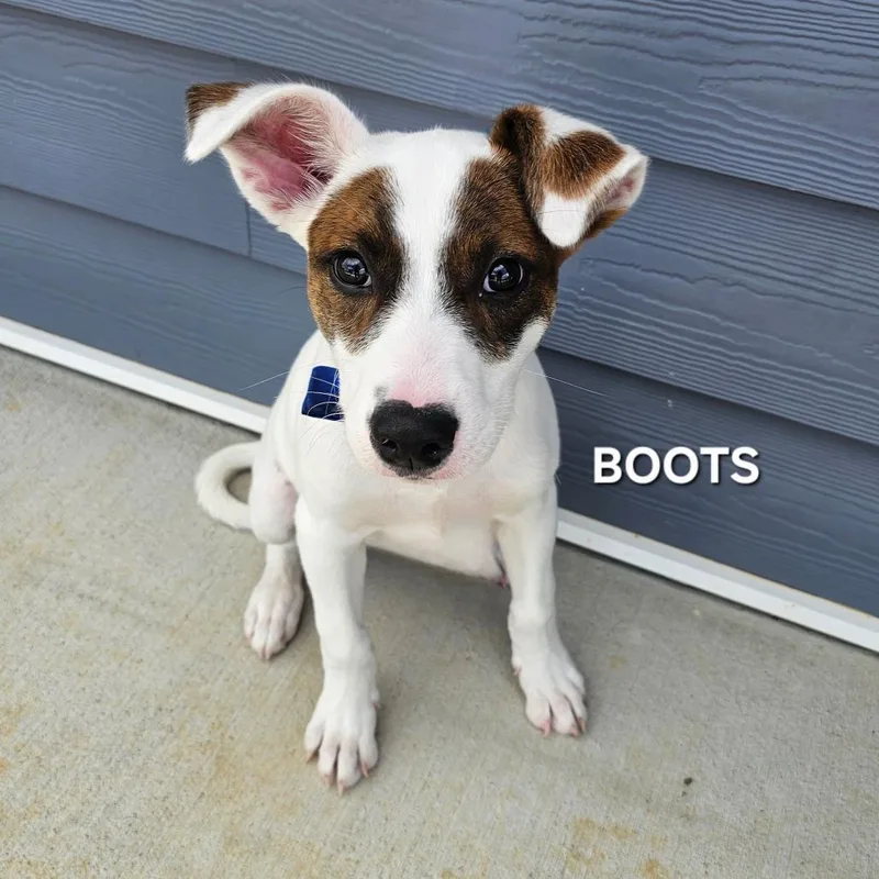 Boots thumbnail 2
