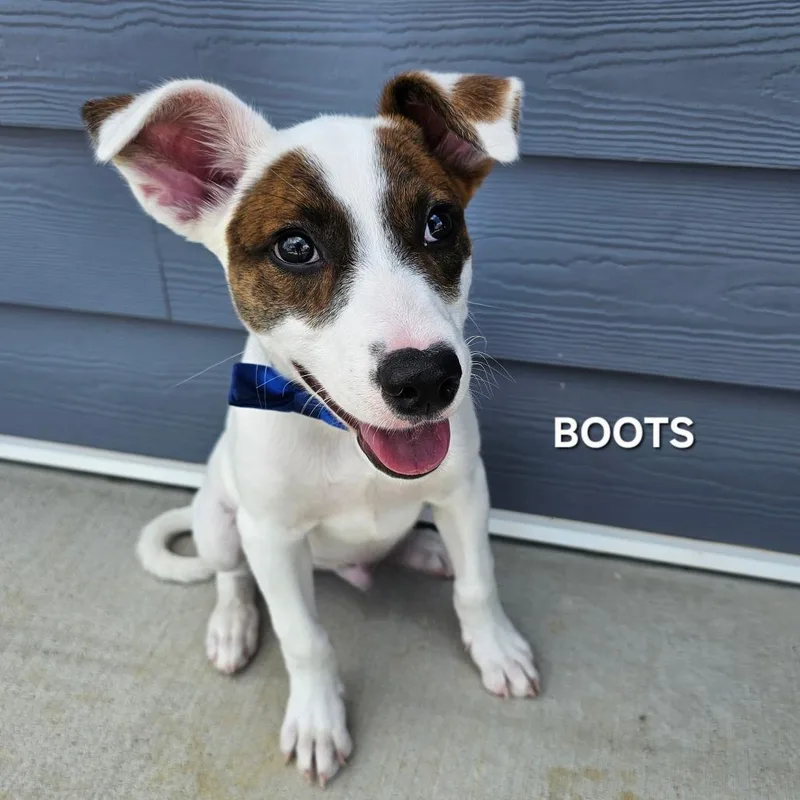 Boots thumbnail 4