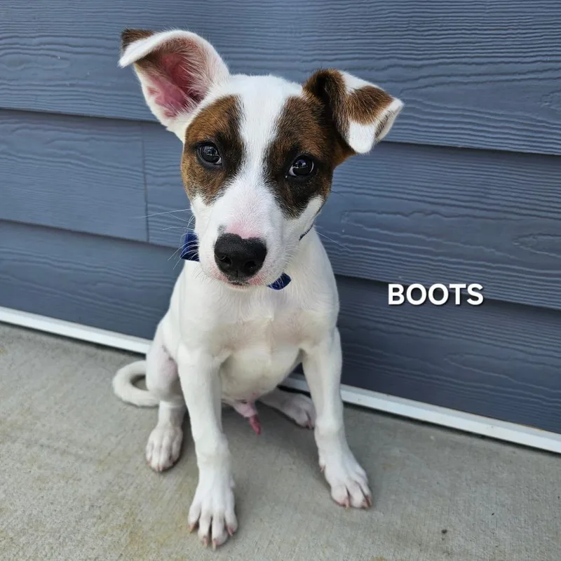 Boots thumbnail 5