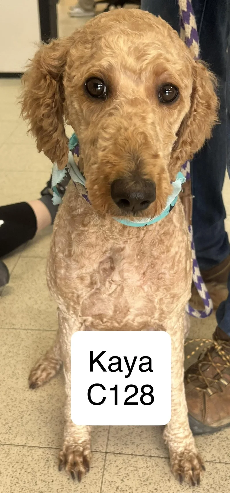 An adult medium-sized female Red / Chestnut / Orange Labradoodle dog named Kaya C for adoption in Morganton, NC