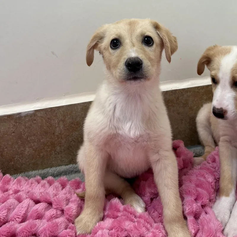 Limerick thumbnail 2