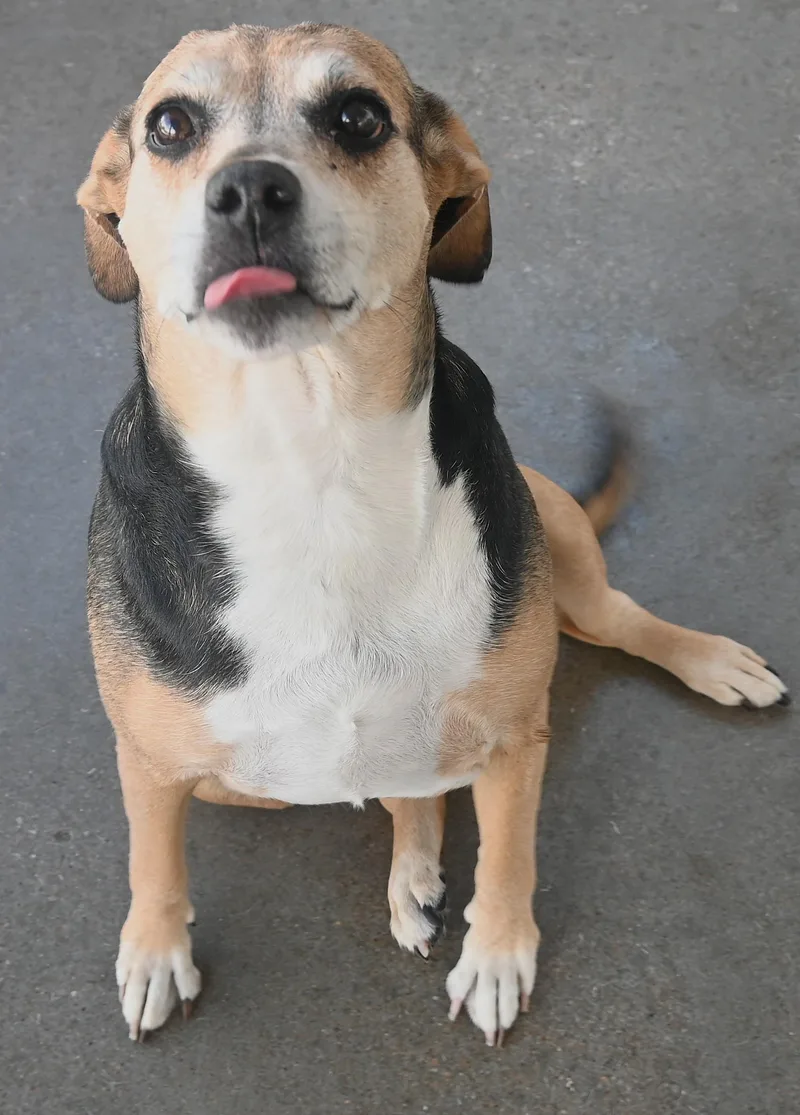 A senior medium-sized female Beagle dog named 22825 for adoption in Broken Arrow, OK