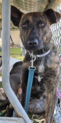A young large-sized female Dutch Shepherd dog named Sienna for adoption in Downey, CA