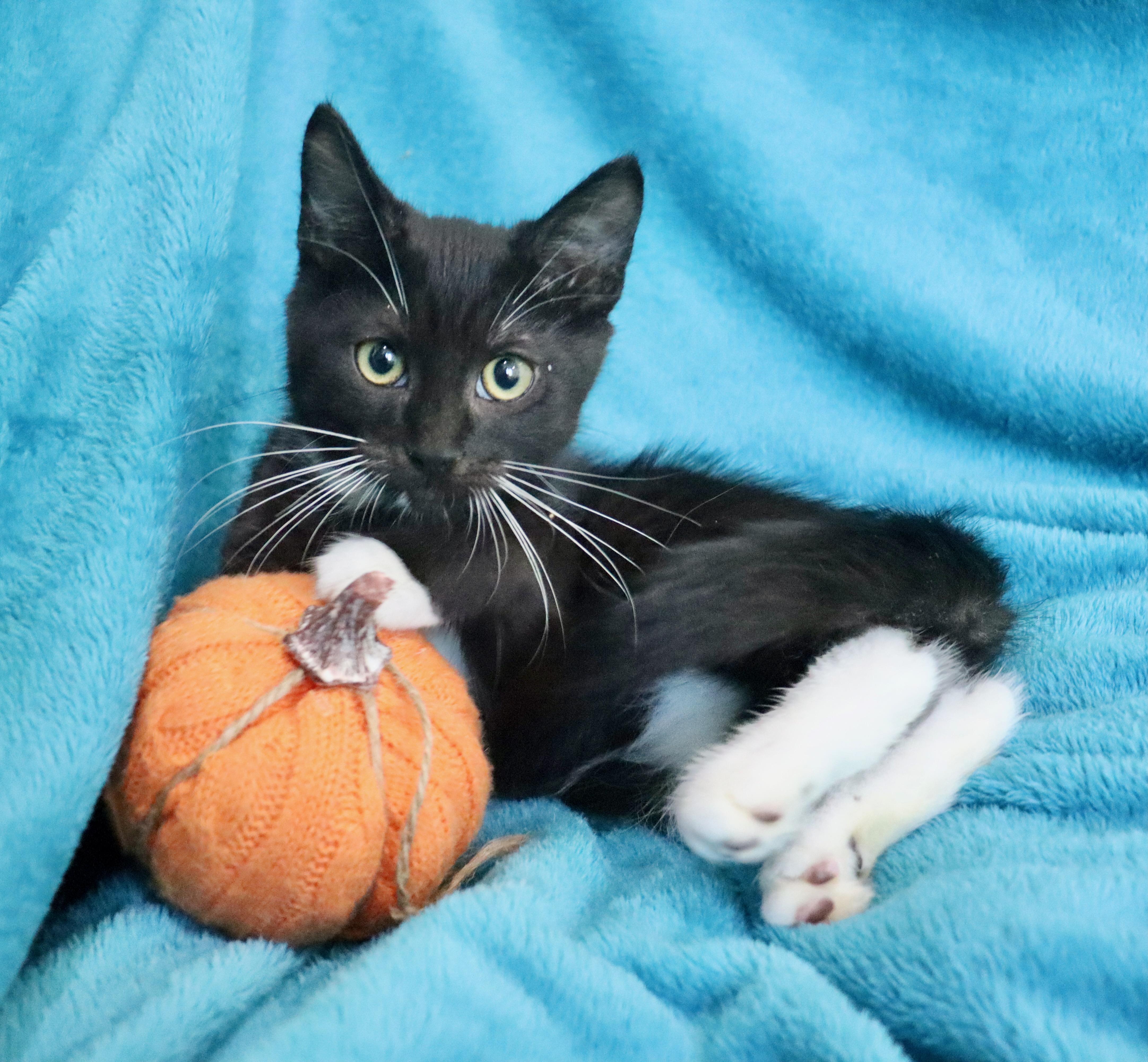 A baby medium-sized male Tuxedo cat named Prometheus for adoption in Saint Augustine, FL