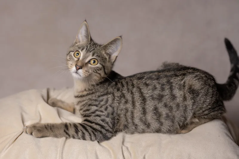 A young medium-sized male Tabby (Buff / Tan / Fawn) Tabby cat named Chunk for adoption in Muncie, IN