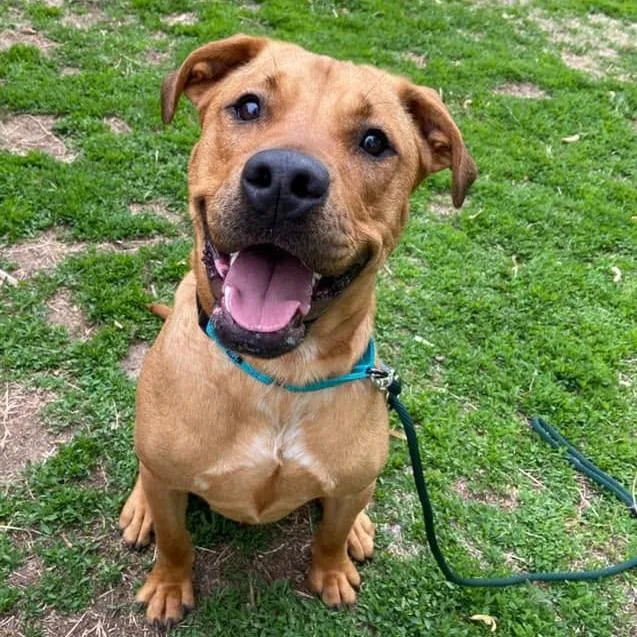 An adult large-sized male Brown / Chocolate Labrador Retriever dog named Boomer for adoption in Wichita, KS