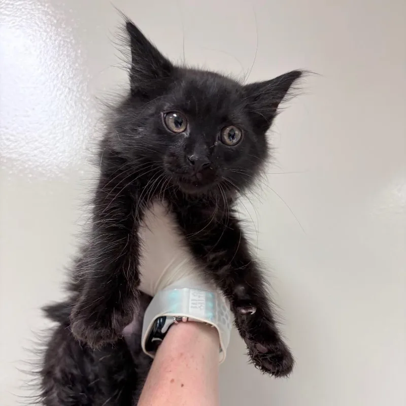 A baby small-sized male Black Domestic Long Hair cat named Ellis for adoption in Reno, NV
