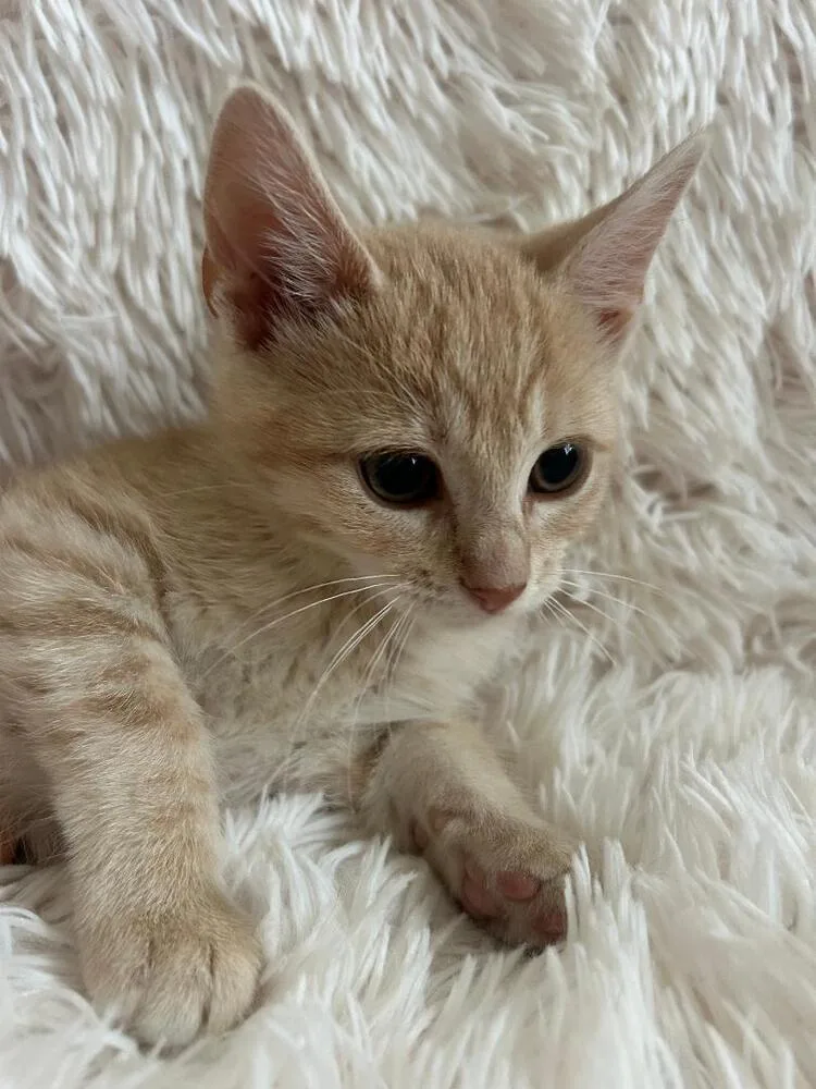 A baby medium-sized female Tabby (Orange / Red) Domestic Short Hair cat named Hala for adoption in Oceanside, CA