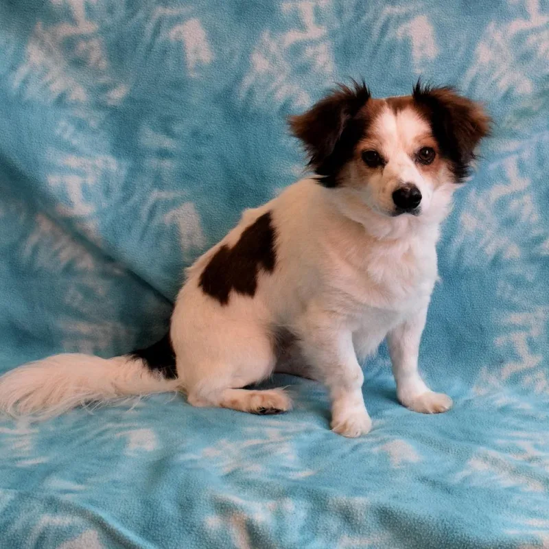 An adult small-sized male White / Cream Papillon dog named Aspen for adoption in Eureka, CA