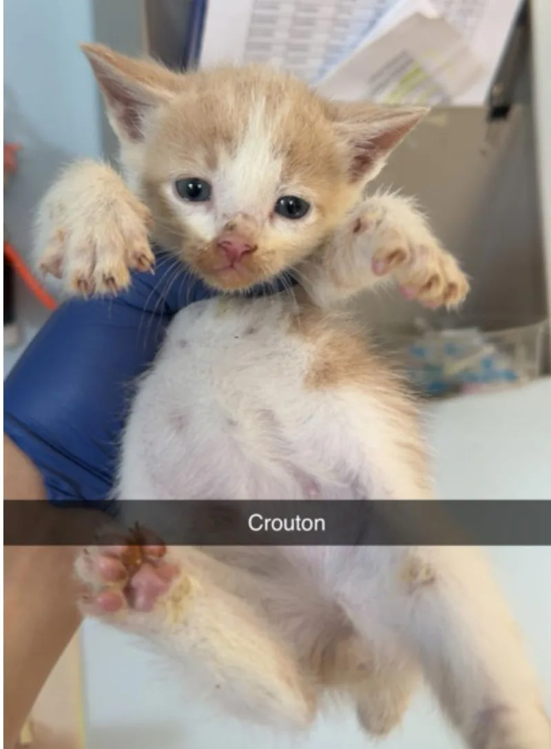 A baby small-sized male Domestic Short Hair cat named Crouton for adoption in Marshall, NC