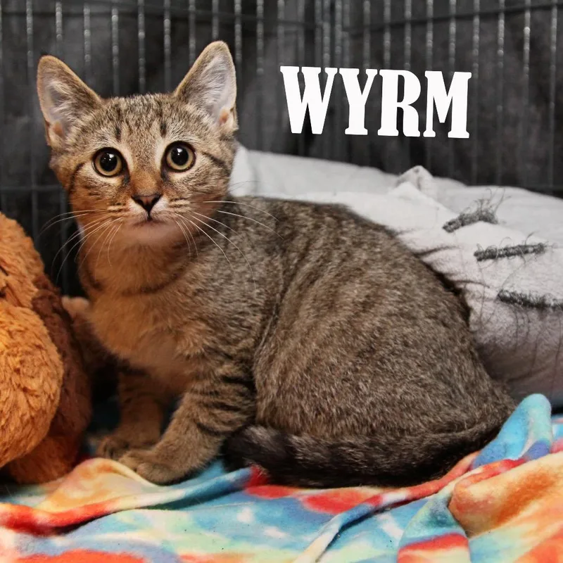 Wyrm thumbnail 2