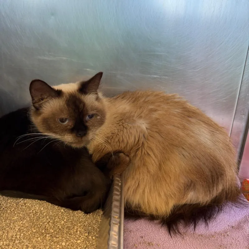 An adult medium-sized female Cream / Ivory Siamese cat named Mirabella for adoption in Parkersburg, WV
