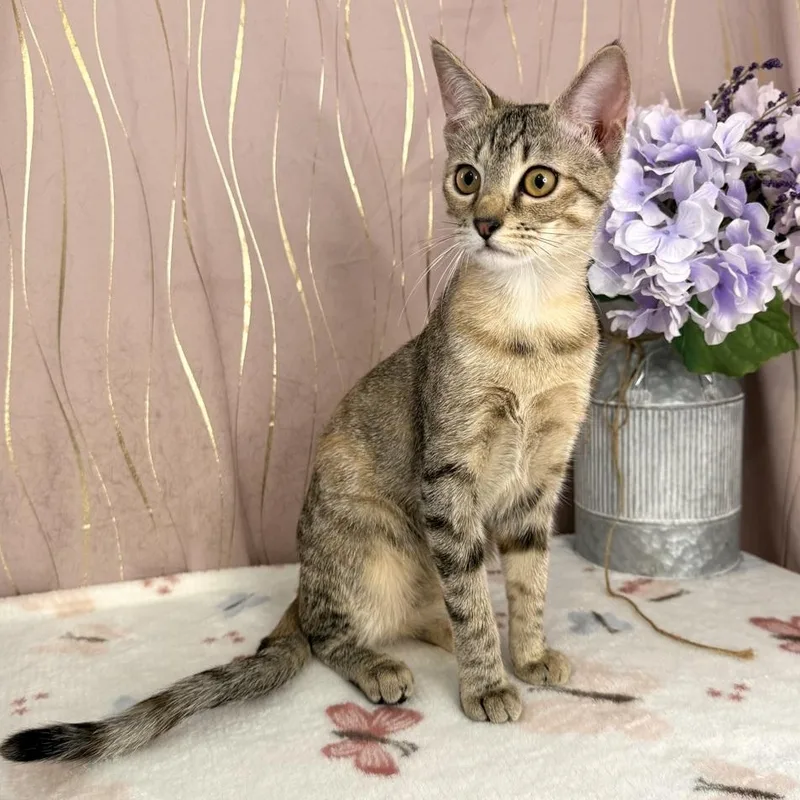 A baby small-sized female Tabby (Brown / Chocolate) Domestic Short Hair cat named Ms. Marge for adoption in Long Beach, MS