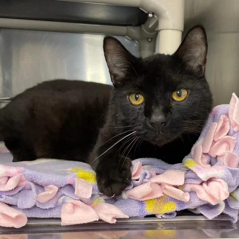 A senior medium-sized male Domestic Short Hair cat named Alfie for adoption in Roanoke, VA