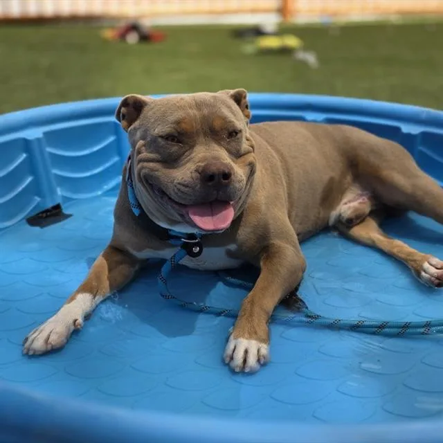 A young medium-sized male Pit Bull Terrier dog named Jose for adoption in Las Vegas, NV