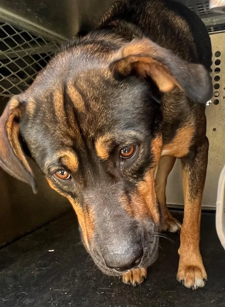 A young large-sized male Mixed Breed dog named Dale for adoption in Rome, GA