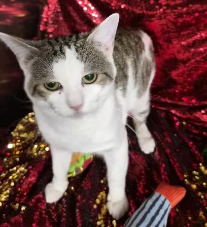 An adult medium-sized male Domestic Short Hair cat named Corn for adoption in Conway, SC