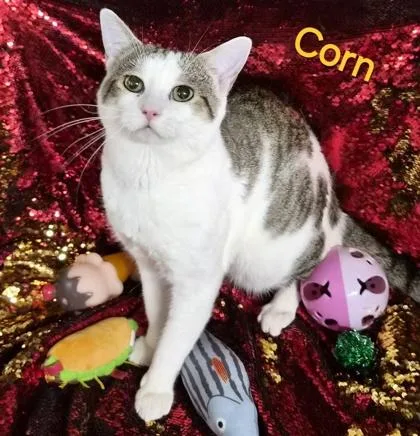Corn thumbnail 3