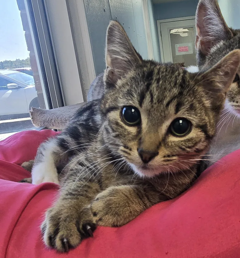 A baby medium-sized male Tabby (Buff / Tan / Fawn) Domestic Short Hair cat named Holmes for adoption in Farmington, MO