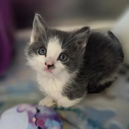 A baby small-sized male Domestic Short Hair cat named Cherry Garcia for adoption in Westland, MI