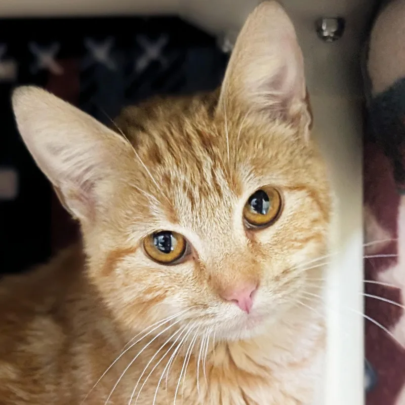 An adult medium-sized female Tabby (Orange / Red) Domestic Short Hair cat named Faith for adoption in Jefferson, WI