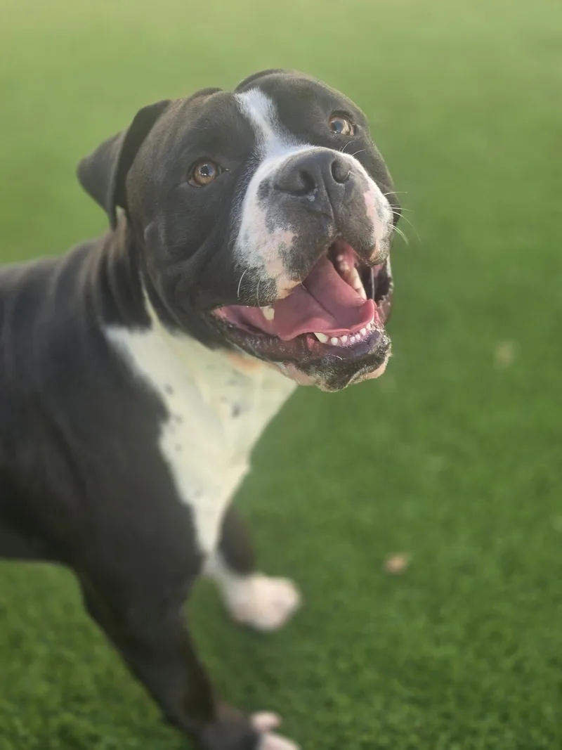 An adult large-sized male Pit Bull Terrier dog named Brock for adoption in Allen, TX