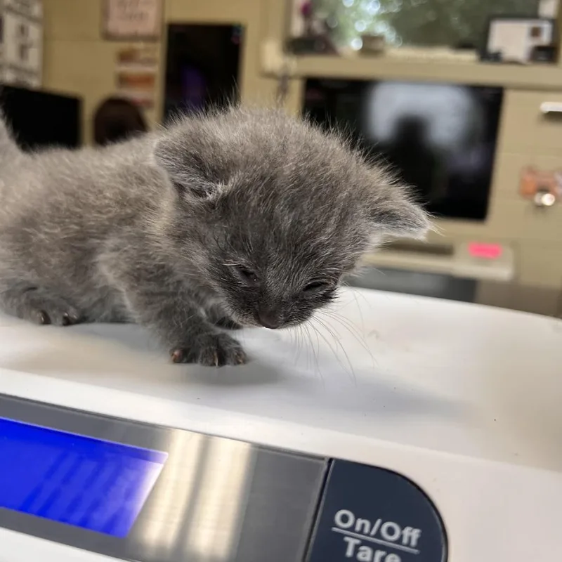A baby small-sized male Gray / Blue / Silver Domestic Medium Hair cat named Jay for adoption in Columbus, NC