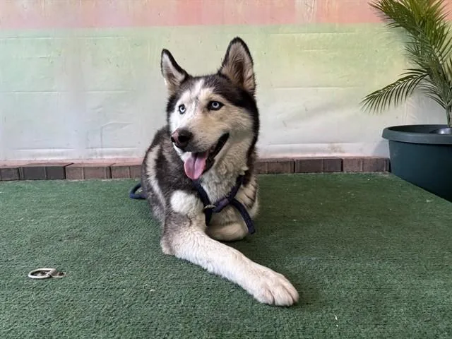 An adult medium-sized female Siberian Husky dog named Bella for adoption in Baldwin Park, CA