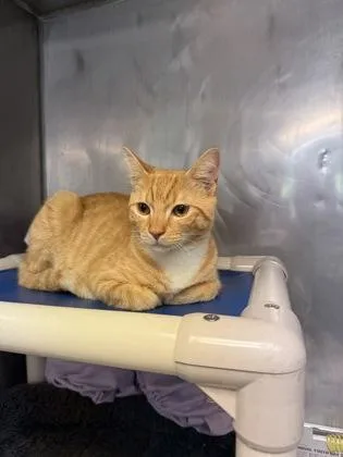 An adult small-sized male Domestic Short Hair cat named Lemonhead for adoption in Madison, NJ