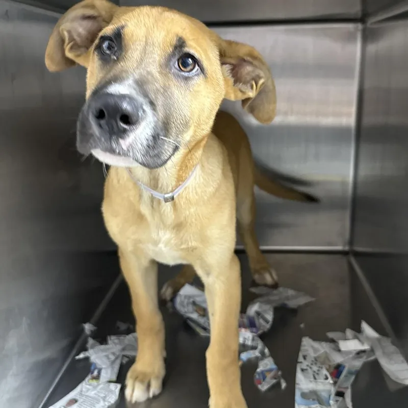 A baby small-sized male Yellow / Tan / Blond / Fawn Anatolian Shepherd dog named Kilogram for adoption in Hattiesburg, MS