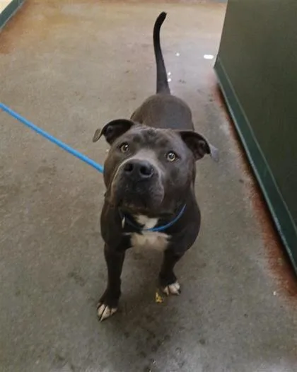 An adult large-sized male Mixed Breed dog named Marcus for adoption in Independence, MO